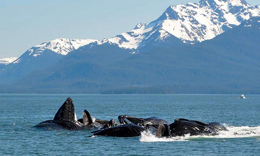 Humpback whale breaching near a whale watching boat in Juneau's Auke Bay