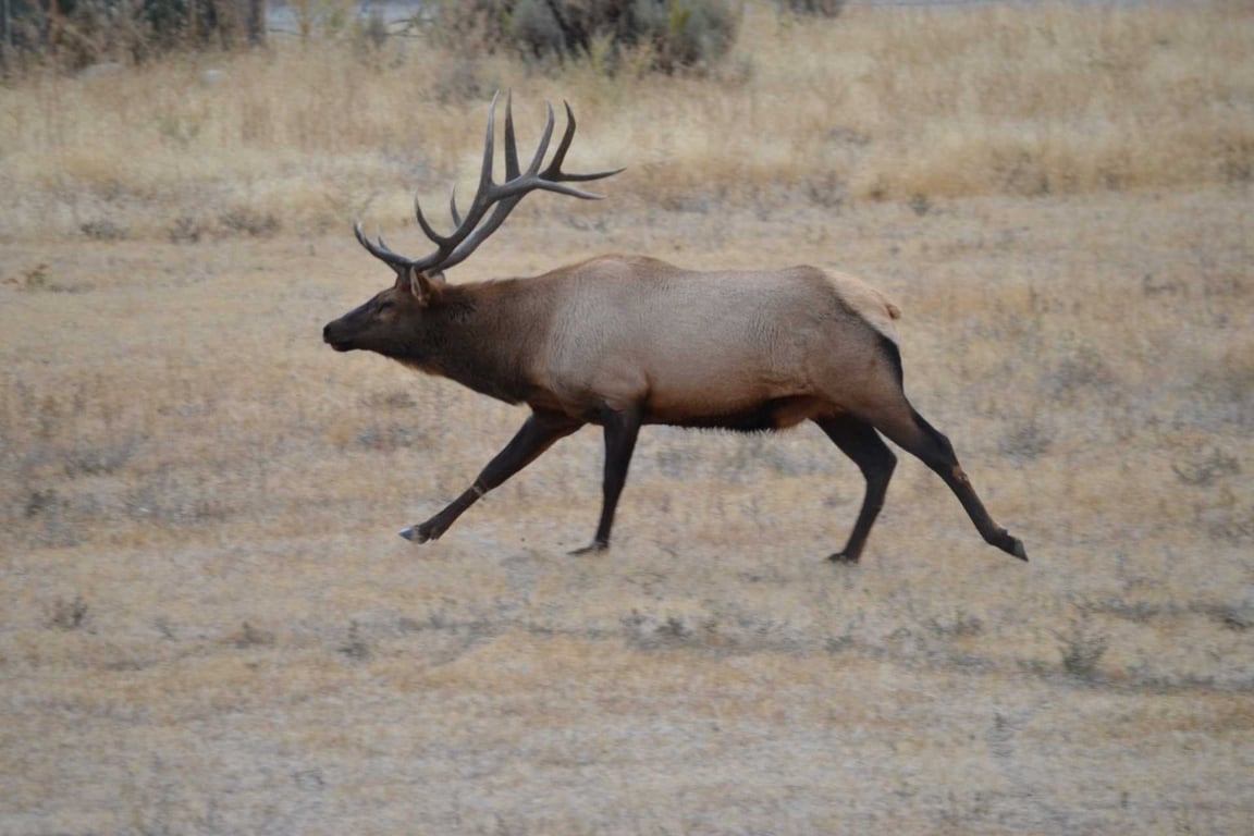 Yellowstone Private Wildlife Journey Tour Image 6