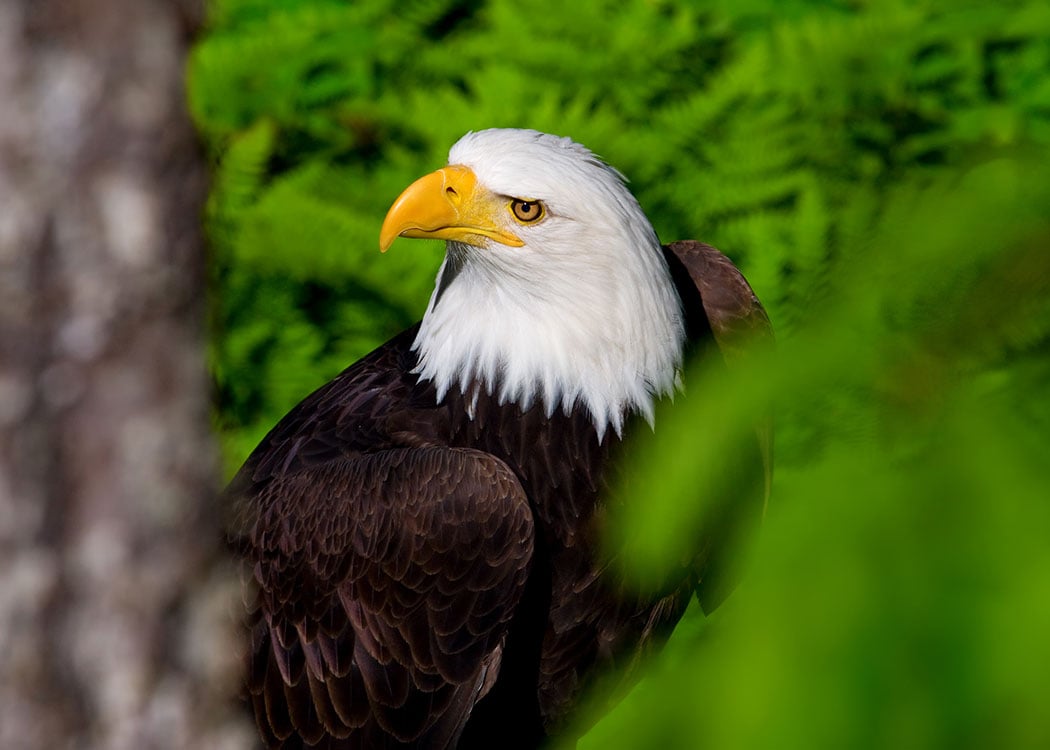 Skagway Adventure Hike Tour Image 5