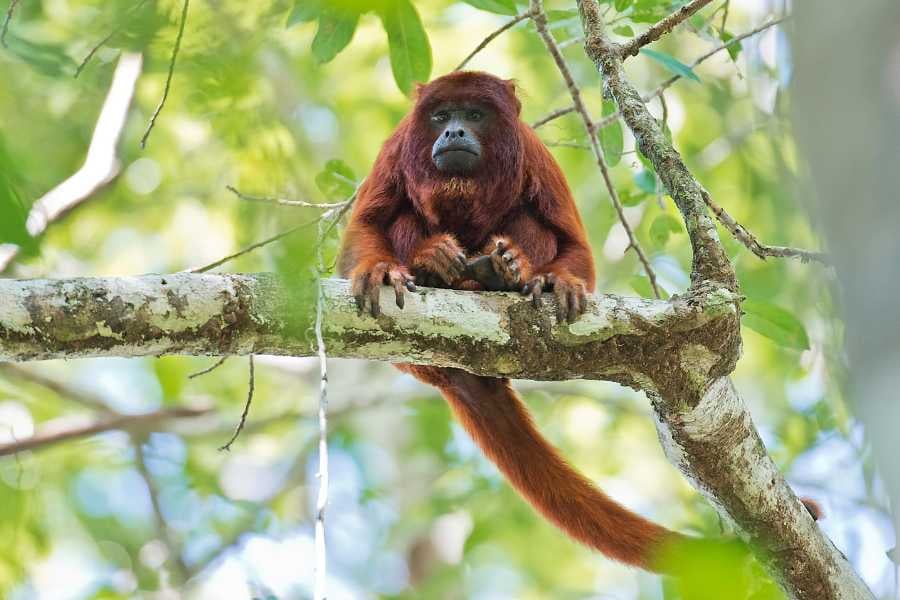 A vibrant red howler monkey perched on a branch, surrounded by lush green leaves.