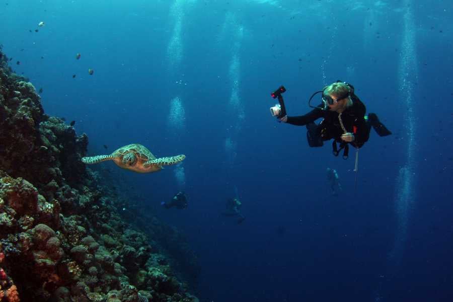 A diver photographs a sea turtle gliding along a reef wall.