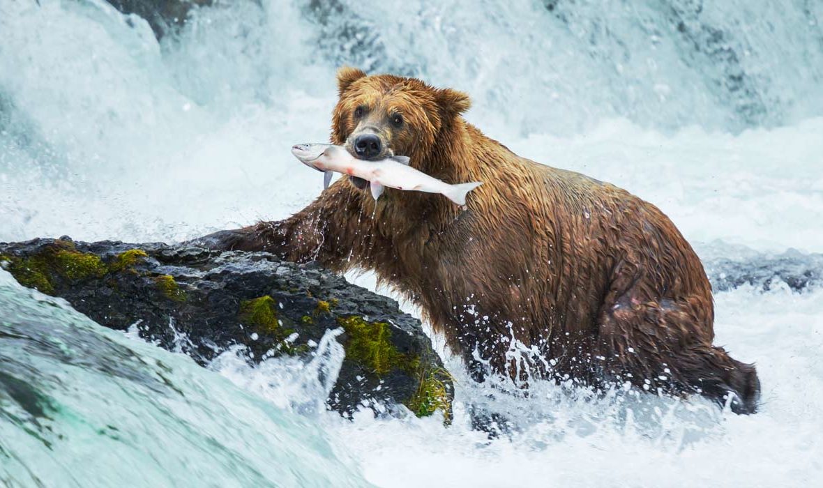 Thumbnail of video about Bear Watching in Skagway