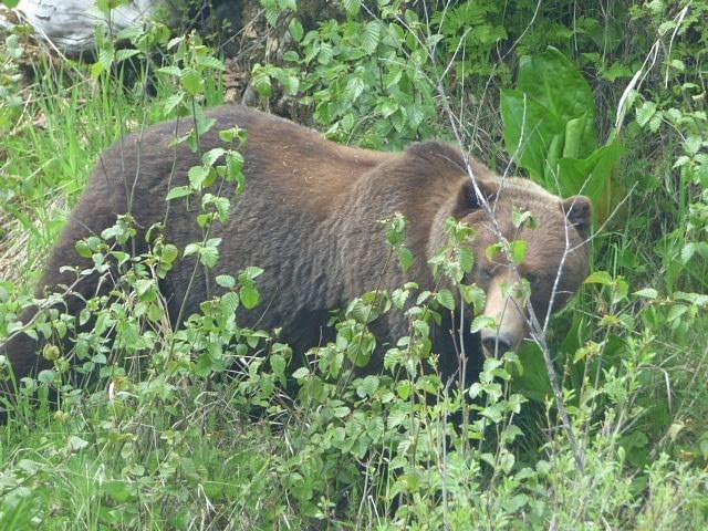 Wildlife and Bear Search Tour Image 2