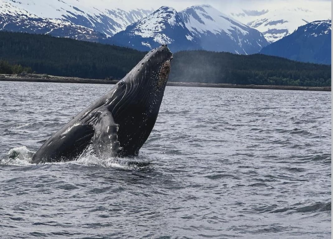 3 Hour Juneau Whale Watching Tour Image 6