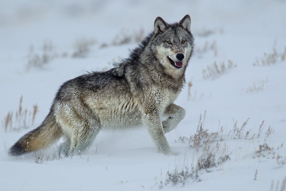 Winter Wildlife Tour Tour Image 3