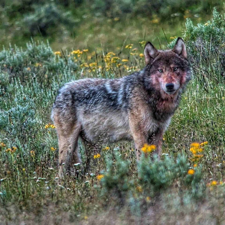 Private West Yellowstone Wildlife Safari Tour Image 14