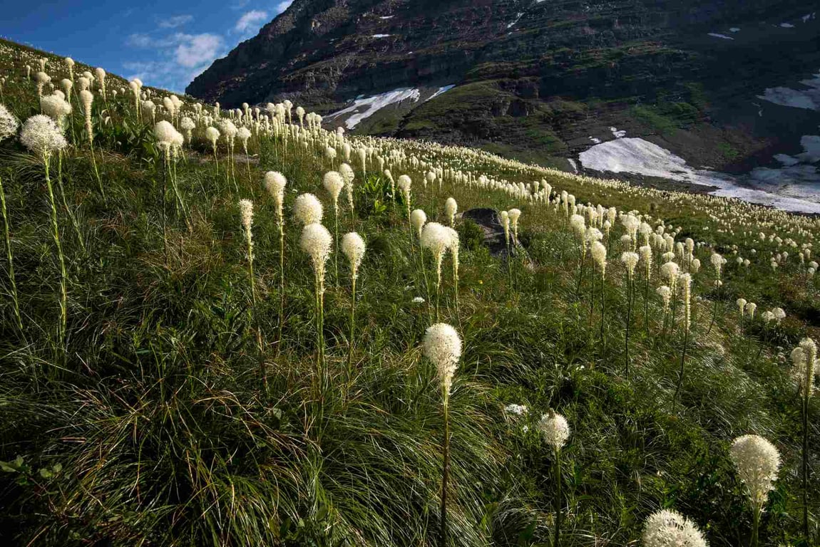 Beargrass along the Highline