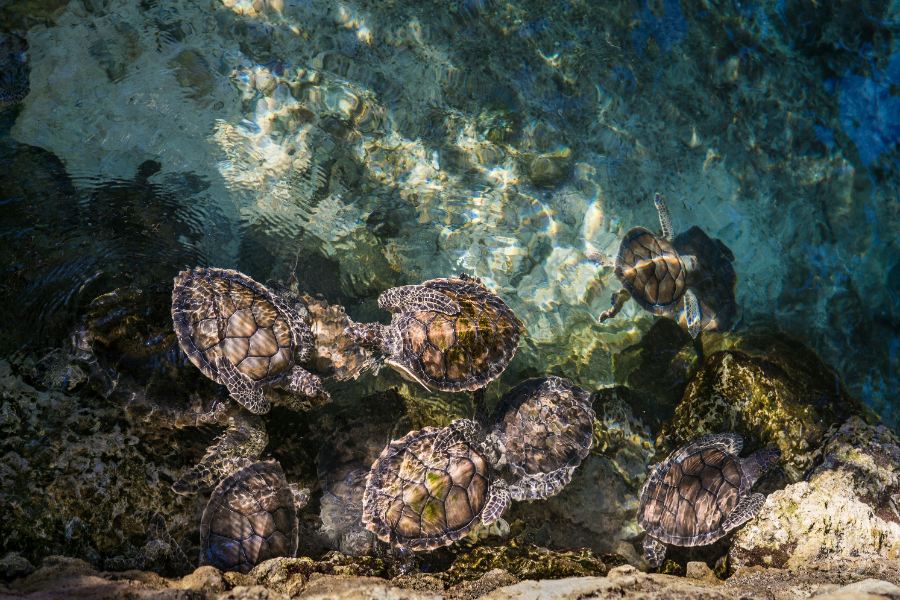 Xcaret Park: Our Expert Visitor's Guide