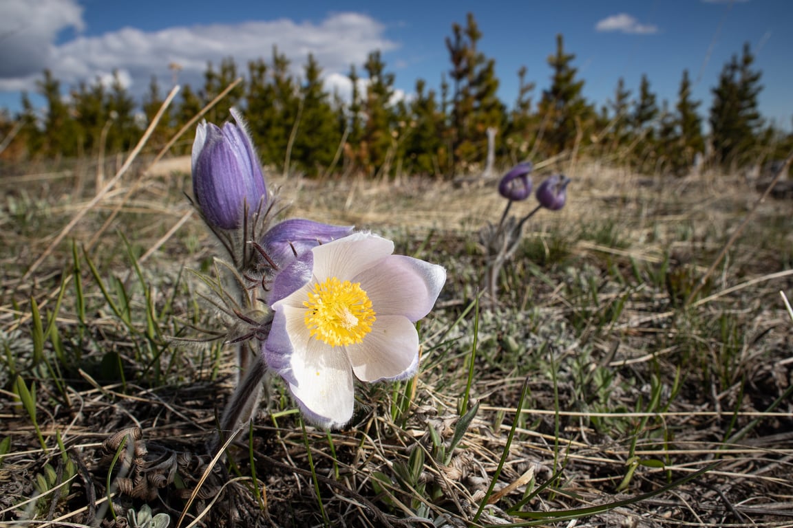 A flower in glacier national park