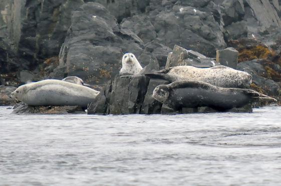 Private Whale Watching and Marine Wildlife Excursion image