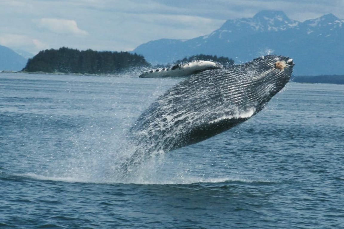 Private Whale Watching Tour Tour Image 3
