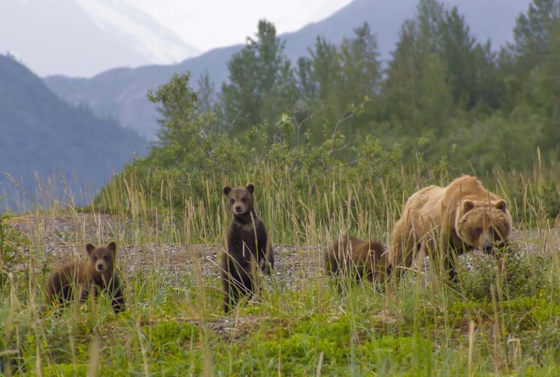 Guided Passenger Van Wildlife and Bear Viewing Tour Tour Image 5