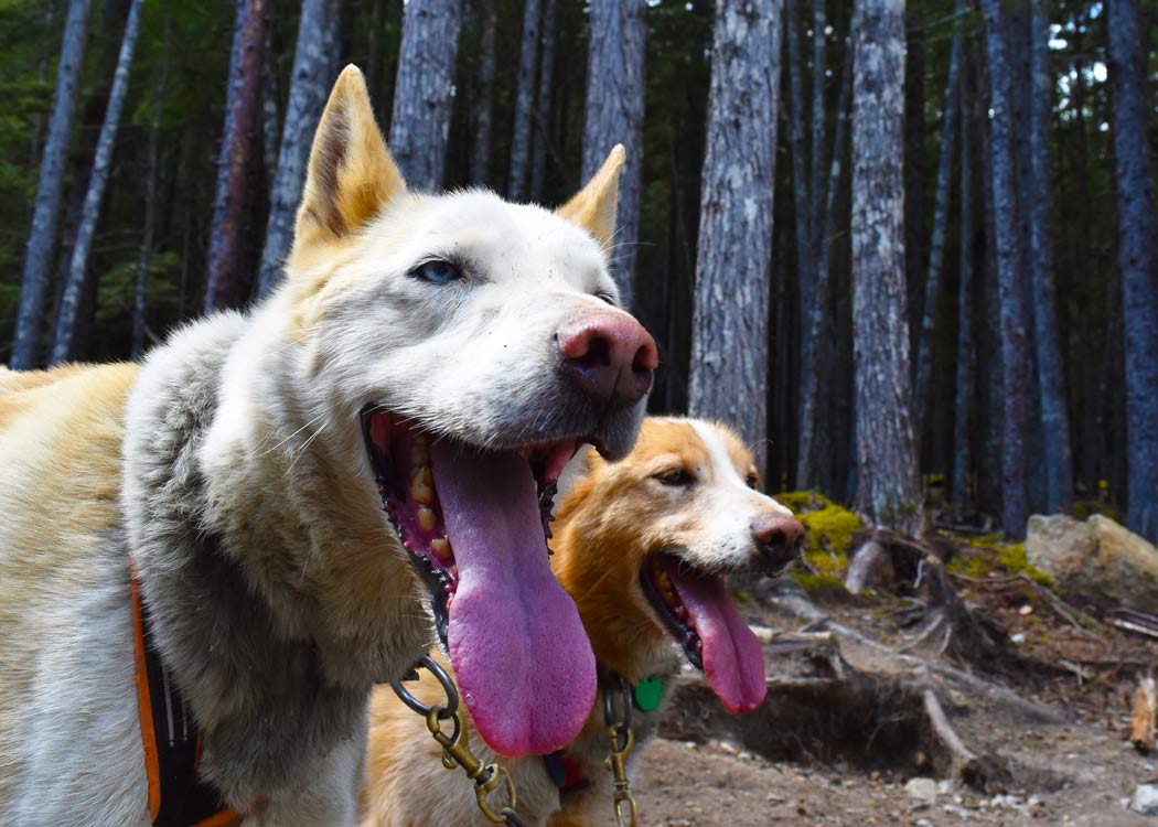 Skagway Sled Dog and Musher's Camp Tour Image 5