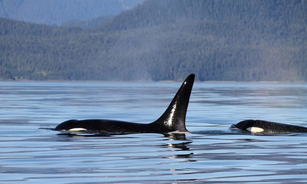Whale Watching Tour Tour Image 15
