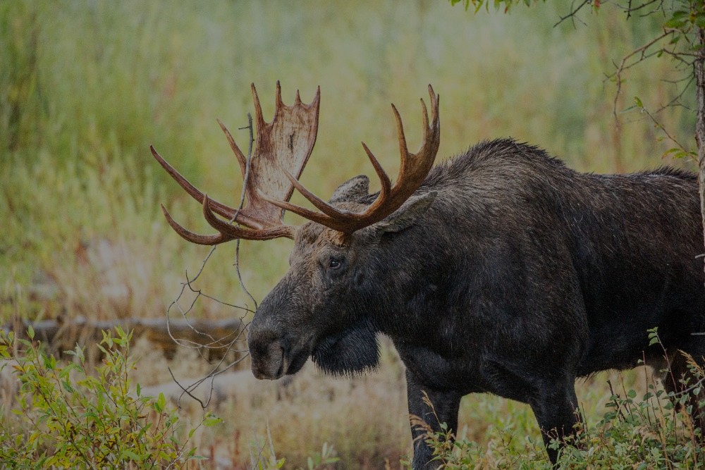 Sunrise Wildlife Drive + Hike Tour Image 9