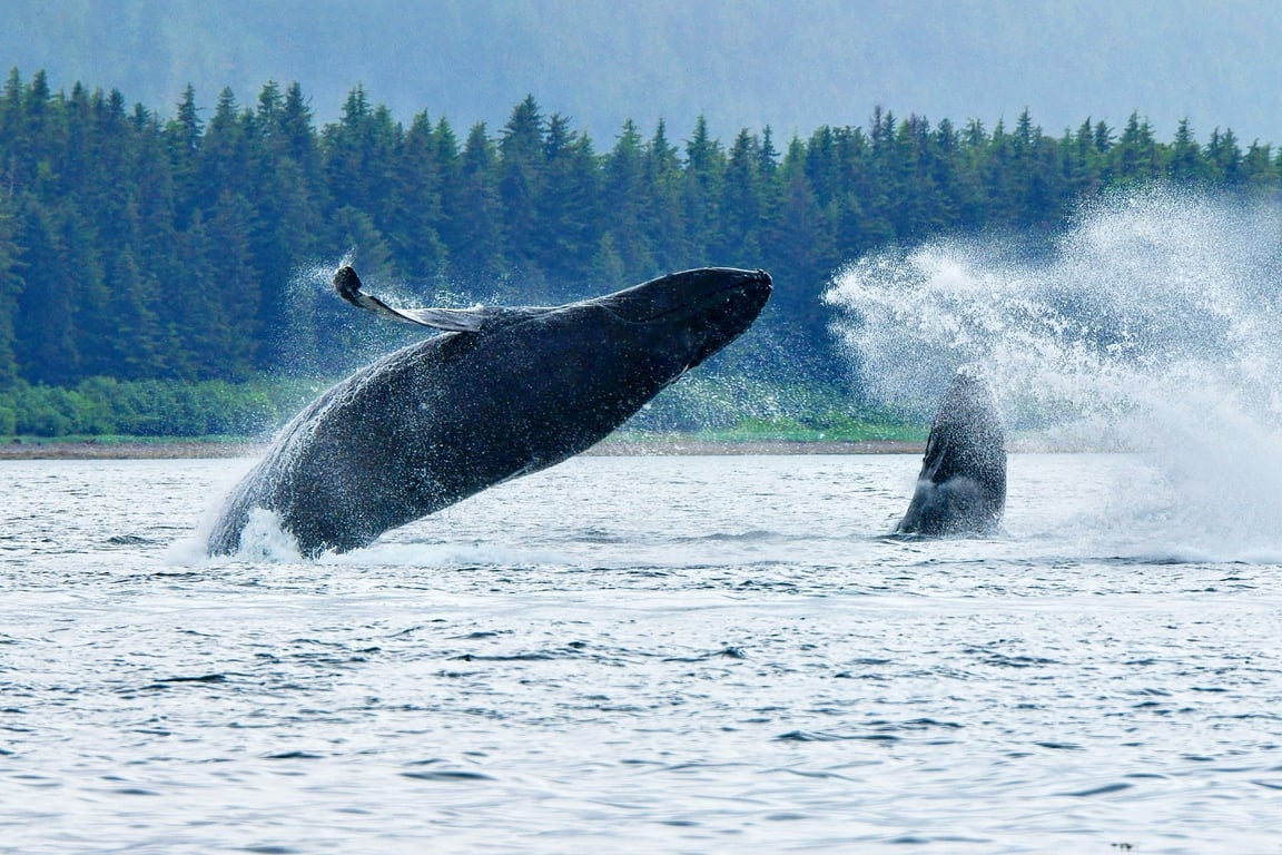 Icy Strait Whale & Wildlife Endeavor Tour Image 5
