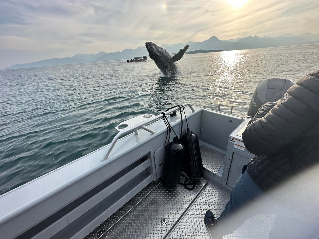 3 Hour Juneau Whale Watching Tour Image 7