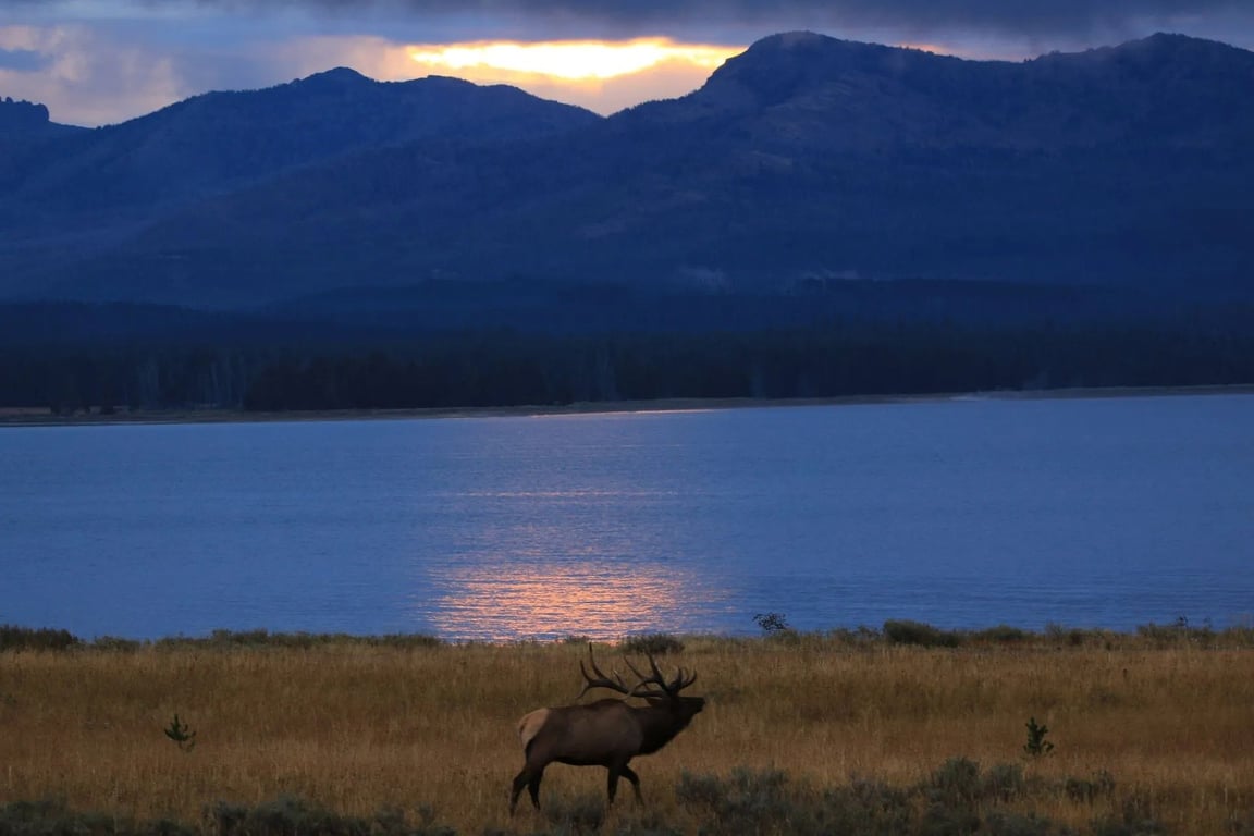 Private Sunset Wildlife Safari From West Yellowstone image