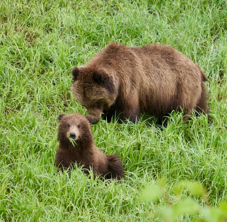 Wilderness Tour and Brown Bear Search image
