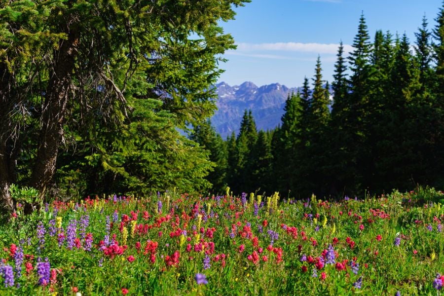 A bright meadow filled with wildflowers beneath tall pine trees.