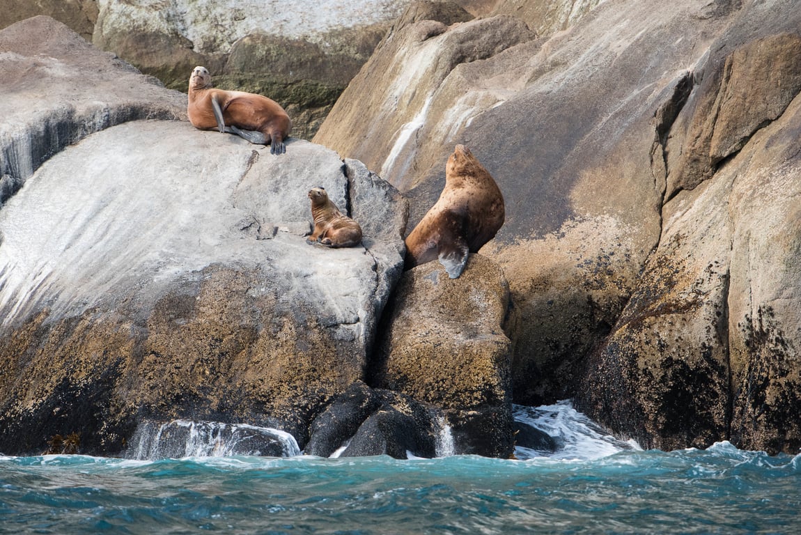 Orca Quest Cruise Tour Image 5