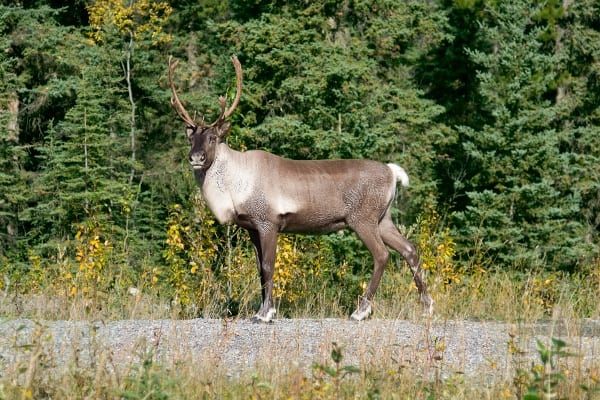 Yukon Tours: A Skagway Alaska Must-Do