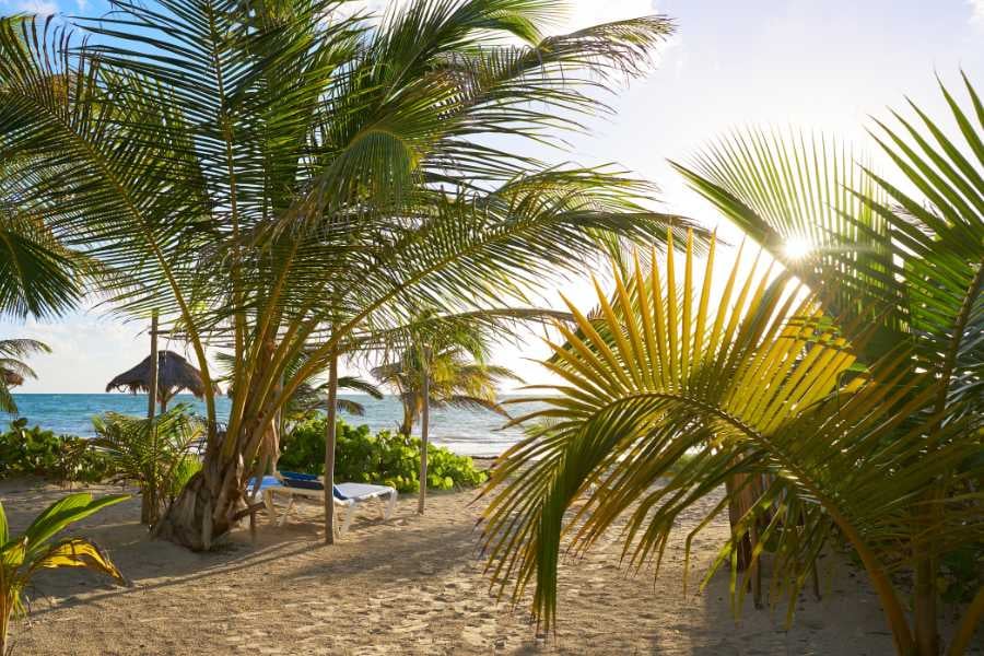 Tropical paradise with palm trees, soft sand, and a calm ocean—perfect for a relaxing getaway.