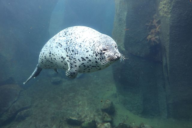 Our Local Expert’s Guide to the Alaska SeaLife Center