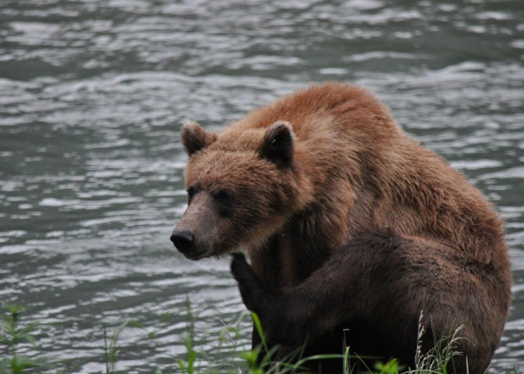 Wildlife Safari & Bear Viewing Tour Image 7