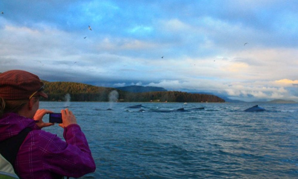 The Best Juneau Shore Excursions of 2025