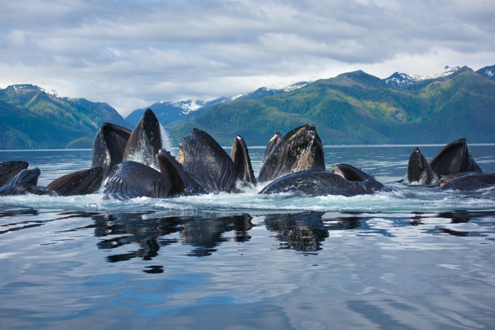 3 Hour Juneau Whale Watching Tour Image 8