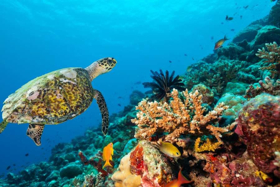 A sea turtle glides through a colorful coral reef, surrounded by vibrant fish and marine life.