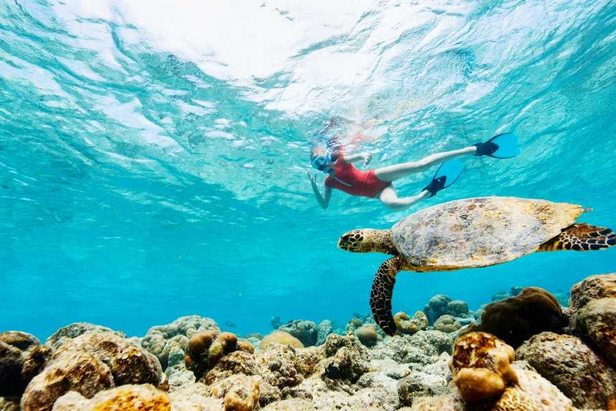 A snorkeler and a sea turtle exploring a clear, calm reef.