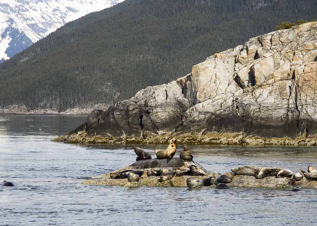 Inside Passage Kayak Tour Image 7