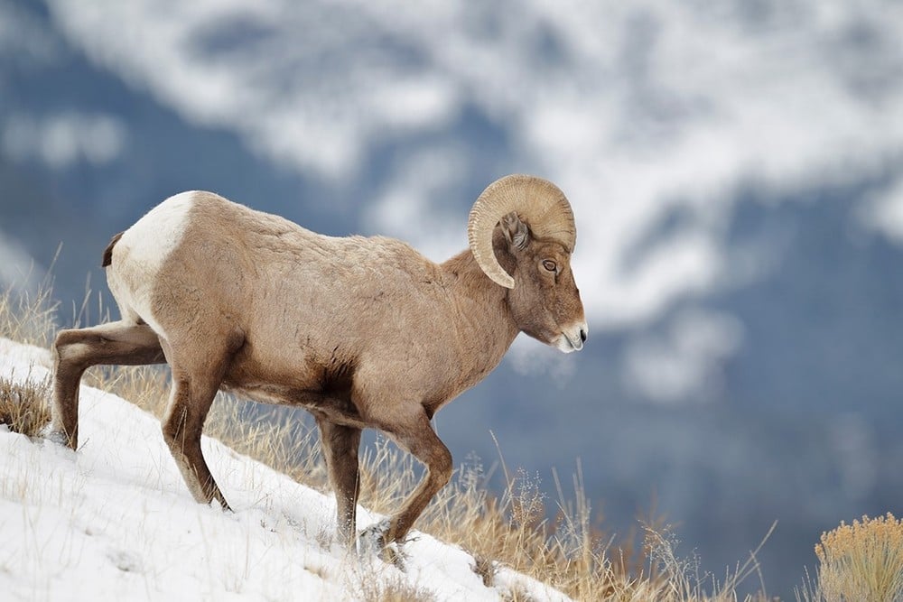 Winter Wonderland Adventure Tour Image 3