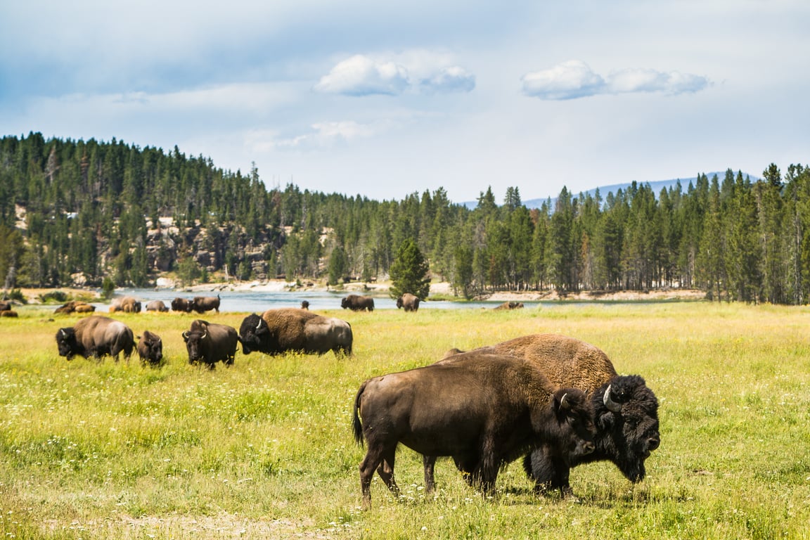 Private Yellowstone Lower Loop Tour Tour Image 3