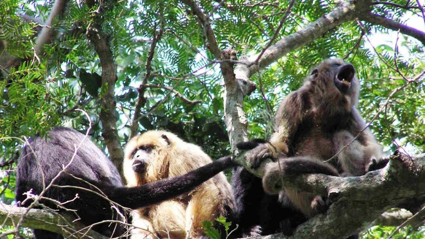 Belize Howler Monkey Excursion Tour Image 1