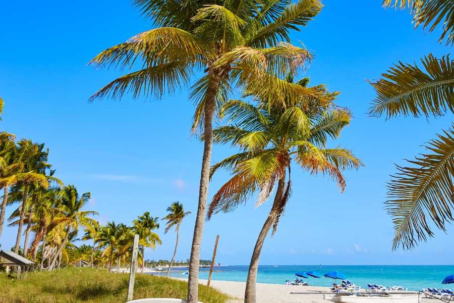 Palm trees swaying on a bright beach under a clear blue sky.