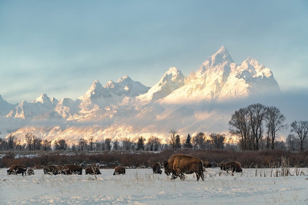 Winter Wildlife Tour Tour Image 2