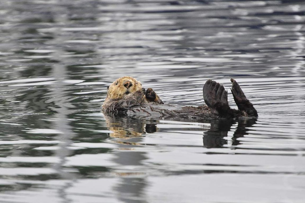 Sitka Sound Kayak Adventure Tour Image 9