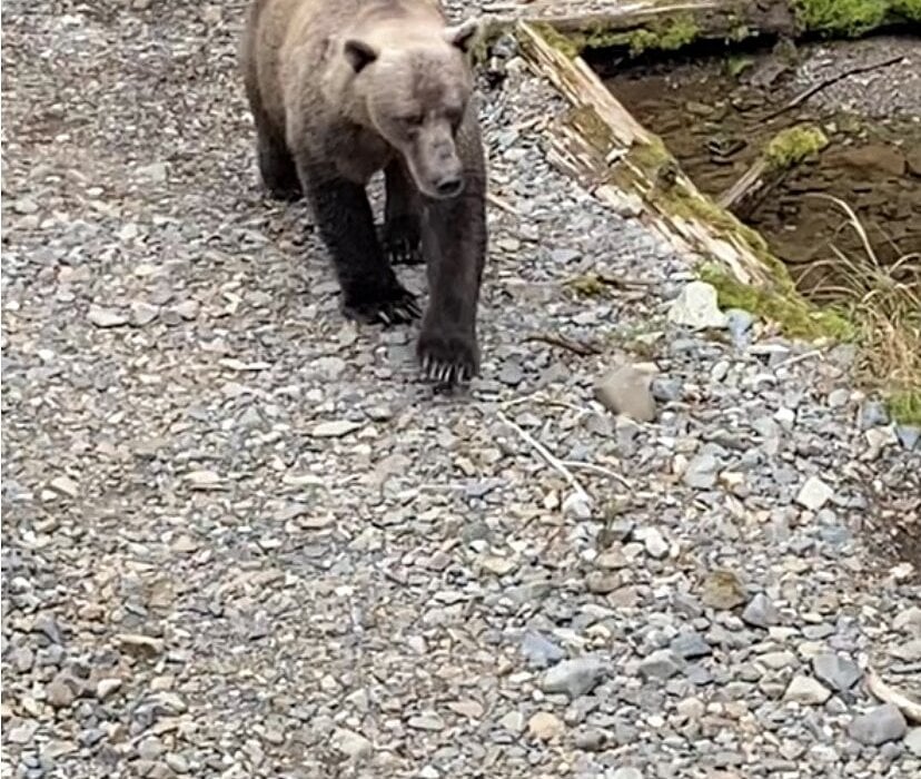 Wildlife and Bear Search Tour Image 7