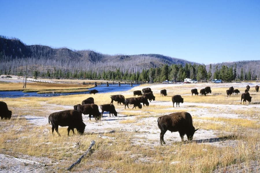 Bison grazing peacefully near a river in Yellowstone.