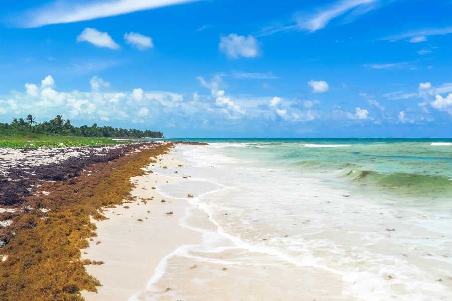 A peaceful beach with turquoise waters and a shoreline scattered with seaweed under a bright blue sky.