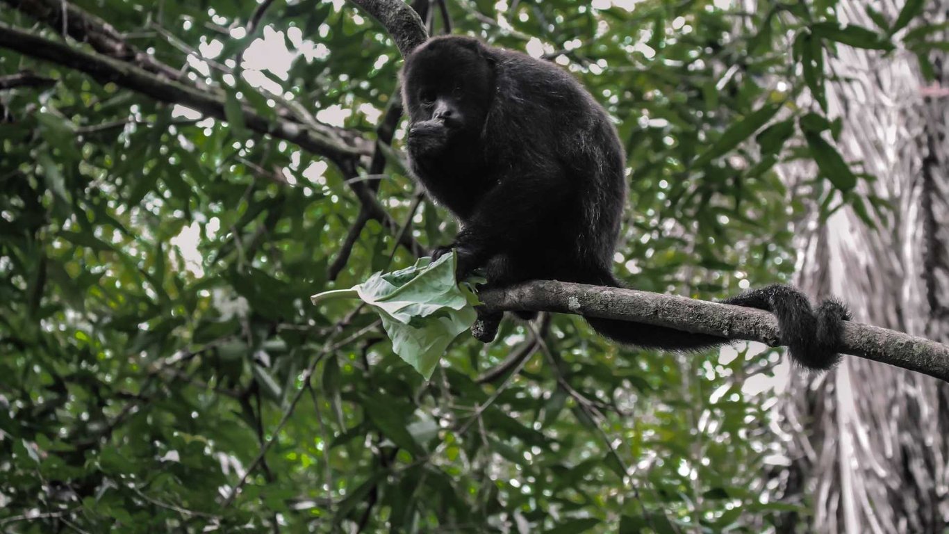 Belize Howler Monkey Excursion image