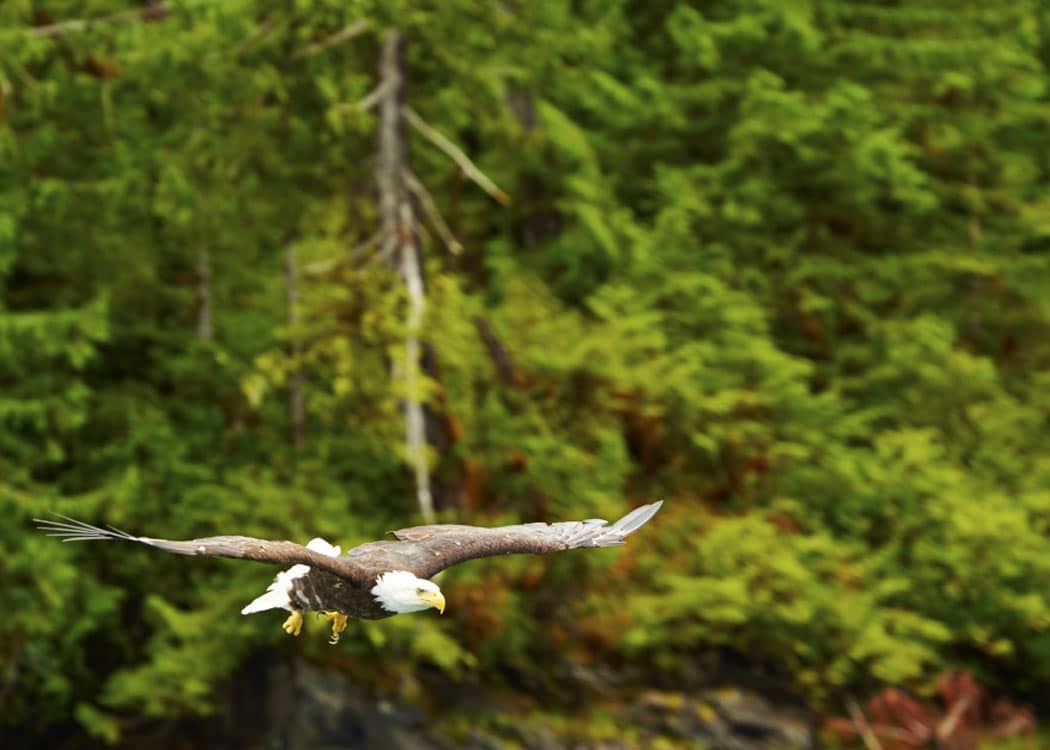 Alaska Lodge Adventure & Seafeast Tour Image 4