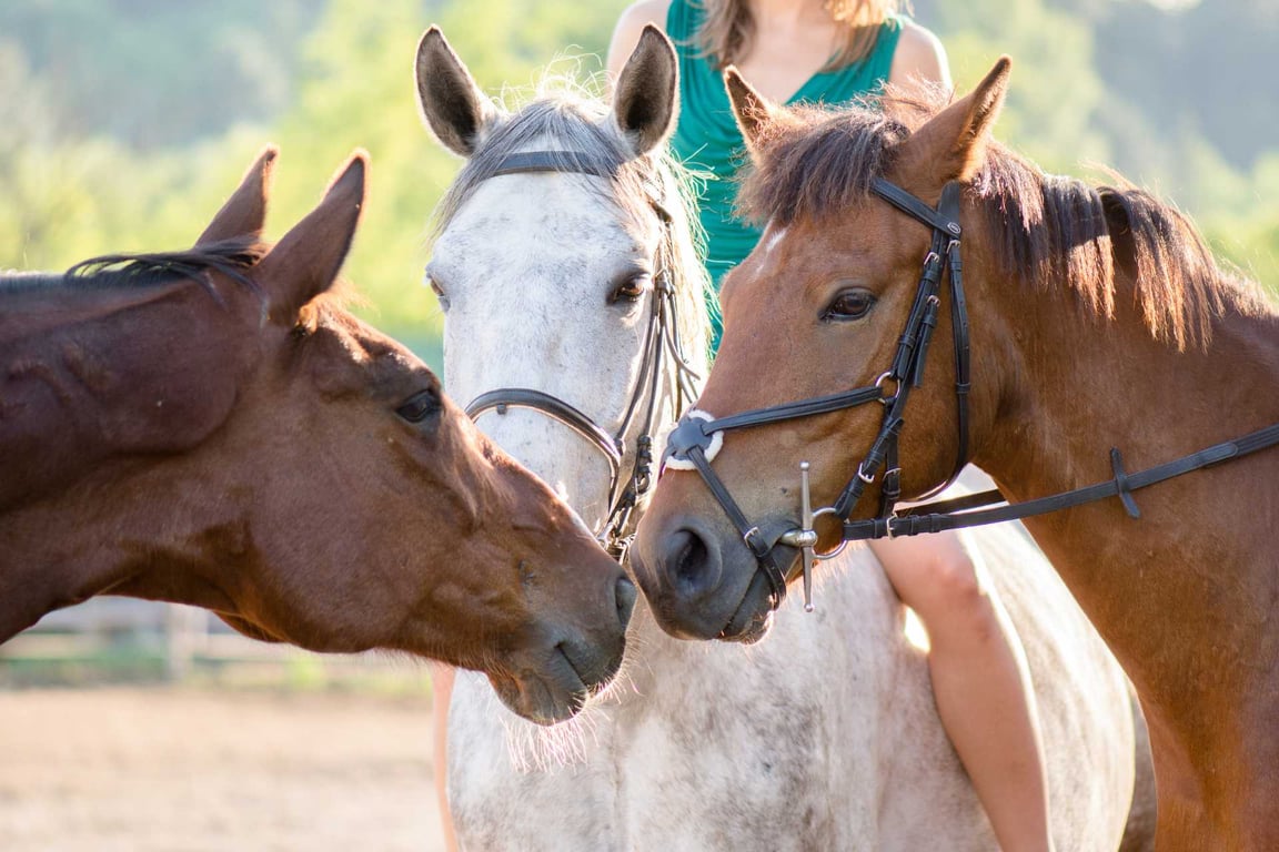 One Hour Yellowstone Horseback Ride Tour Image 6