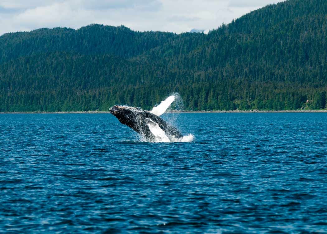 Whale Watching & Mendenhall Glacier Tour Tour Image 21