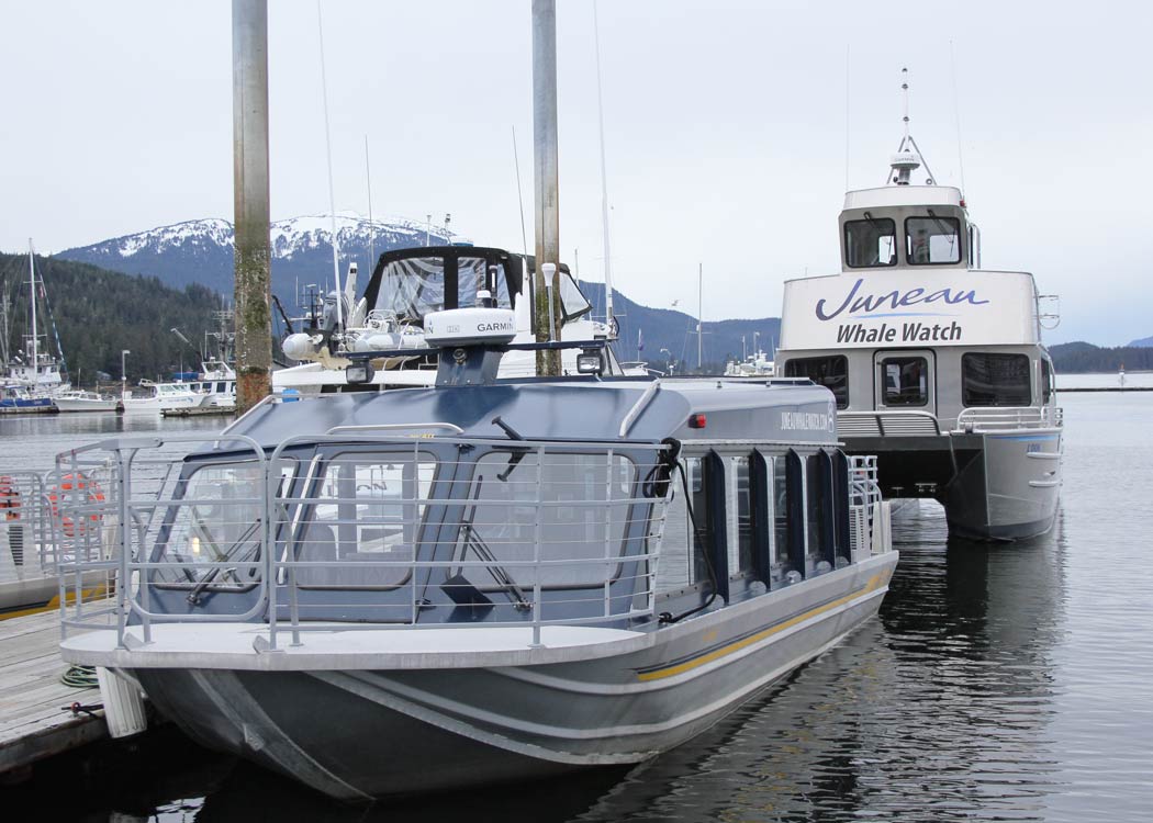 Whale Watching & Mendenhall Glacier Tour Tour Image 30