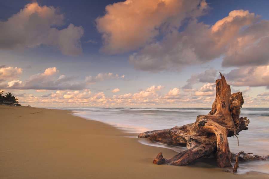 A peaceful beach with a tree stump on the sand and a soft, colorful sky.