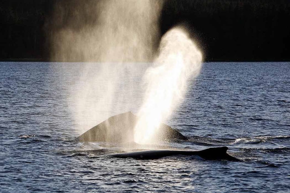 Private Whale Watching Tour Tour Image 7
